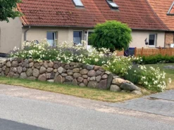 Bodendeckerrose 'Schneekönigin' ® 15 Bodendeckerrose 'Schneekönigin' ® -Deutschland Garten Funk Verkaufs-Shop bodendeckerrose schneekoenigin m005580 933218 0