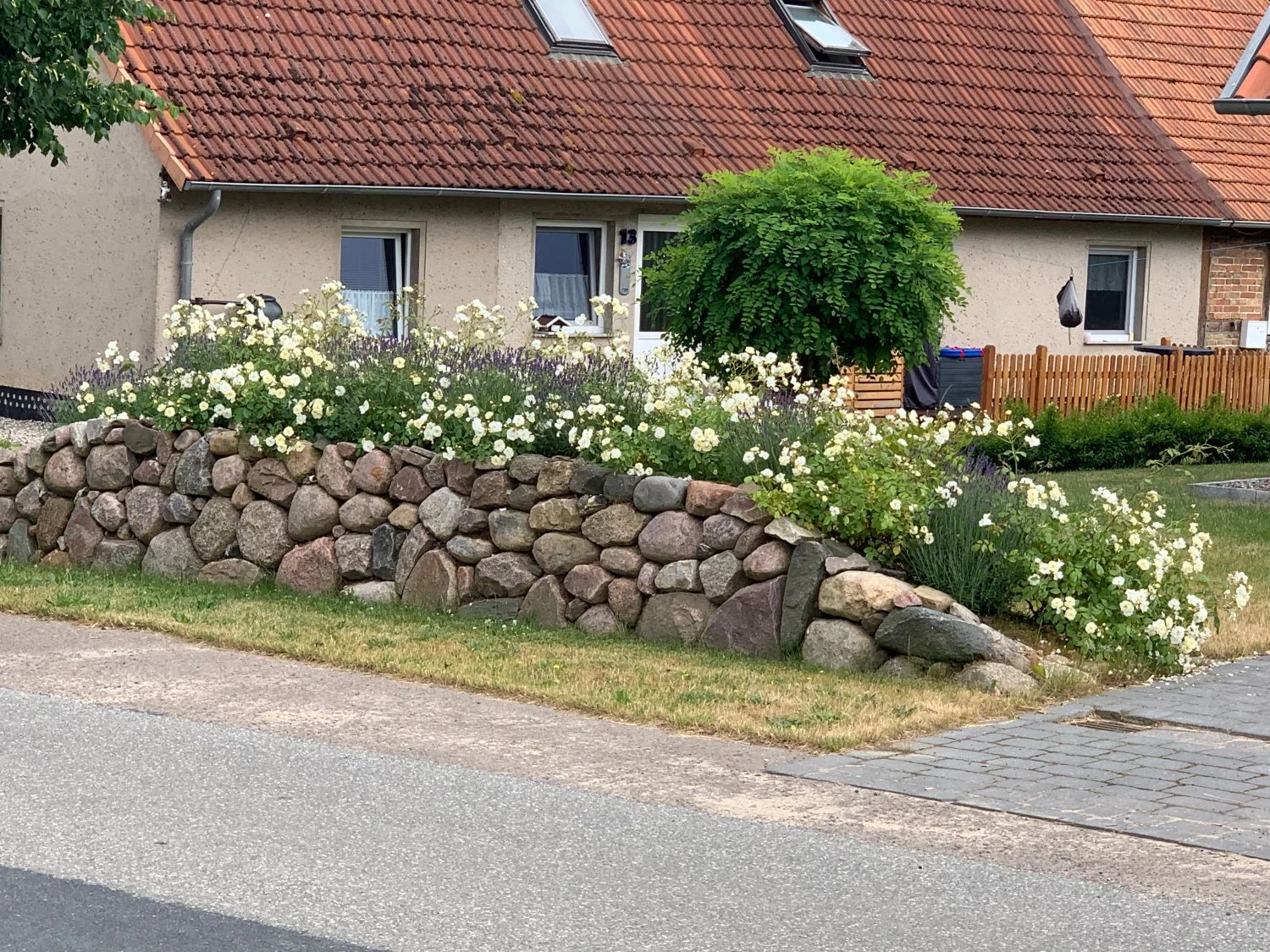 Bodendeckerrose 'Schneekönigin' ® 6 Bodendeckerrose 'Schneekönigin' ® – Bild 6