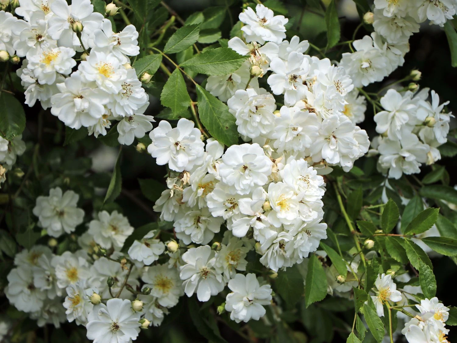 Bodendeckerrose 'Schneekönigin' ® 1 Bodendeckerrose 'Schneekönigin' ®