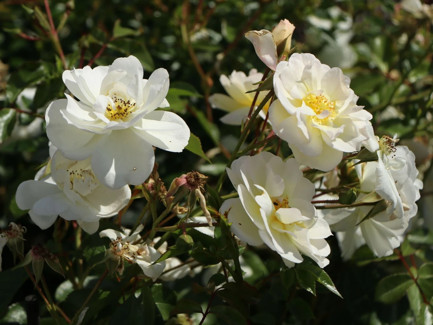 Bodendeckerrose 'Schneekönigin' ® 2 Bodendeckerrose 'Schneekönigin' ® – Bild 2