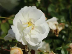 Bodendeckerrose 'Schneekönigin' ® 13 Bodendeckerrose 'Schneekönigin' ® -Deutschland Garten Funk Verkaufs-Shop bodendeckerrose schneekoenigin m005580 w 1