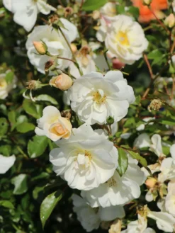 Bodendeckerrose 'Schneekönigin' ® 12 Bodendeckerrose 'Schneekönigin' ® -Deutschland Garten Funk Verkaufs-Shop bodendeckerrose schneekoenigin m005580 w 2