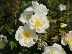 Bodendeckerrose 'Schneekönigin' ® 14 Bodendeckerrose 'Schneekönigin' ® -Deutschland Garten Funk Verkaufs-Shop bodendeckerrose schneekoenigin m005580 w 3