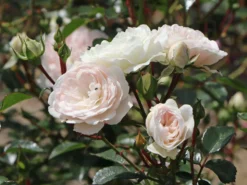 Bodendecker-Rose 'Sea Foam'