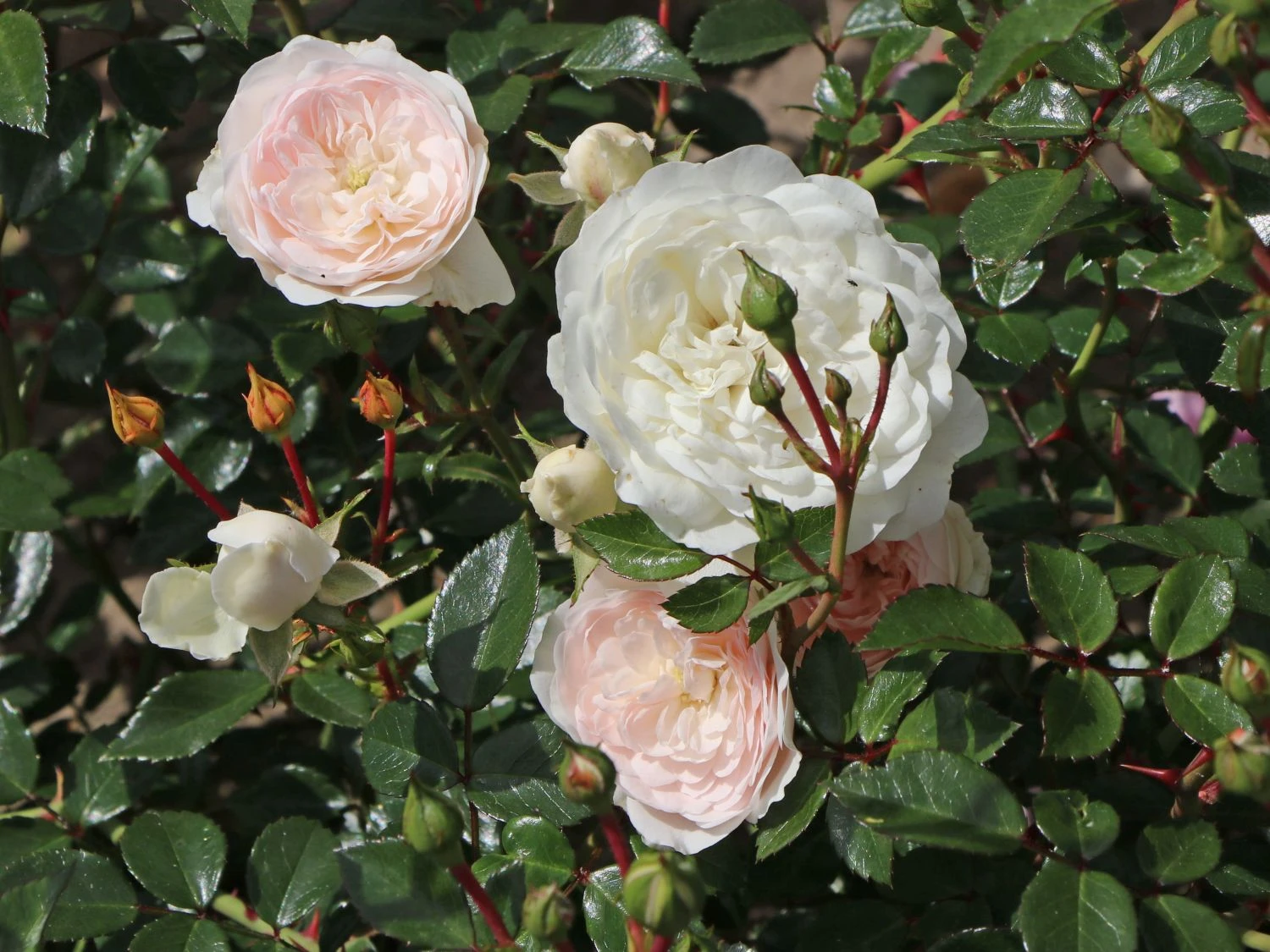 Bodendecker-Rose 'Sea Foam' 2 Bodendecker-Rose 'Sea Foam' – Bild 2