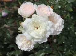 Bodendecker-Rose 'Sea Foam' 5 Bodendecker-Rose 'Sea Foam' -Deutschland Garten Funk Verkaufs-Shop bodendeckerrose sea foam m000141 w 2