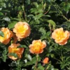 Bodendecker-Rose 'Sedana' ®