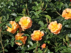 Bodendecker-Rose 'Sedana' ®