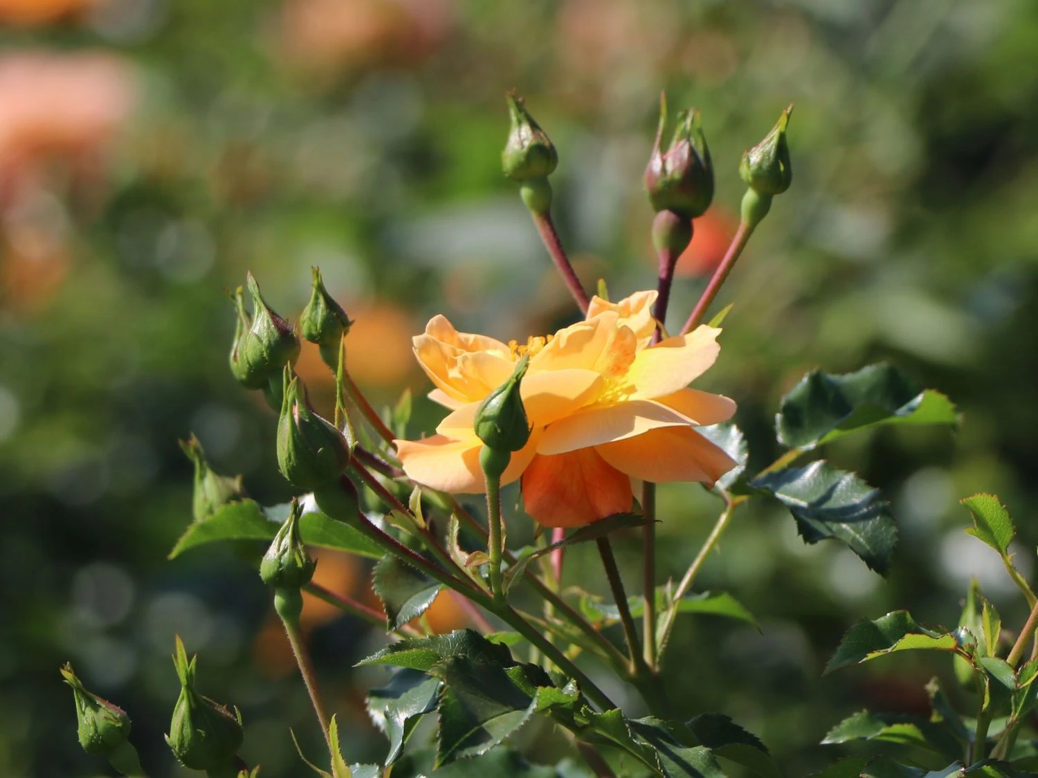 Bodendecker-Rose 'Sedana' ® 8 Bodendecker-Rose 'Sedana' ® – Bild 8