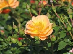 Bodendecker-Rose 'Sedana' ® 19 Bodendecker-Rose 'Sedana' ® -Deutschland Garten Funk Verkaufs-Shop bodendeckerrose sedana adr rose m009399 w 1