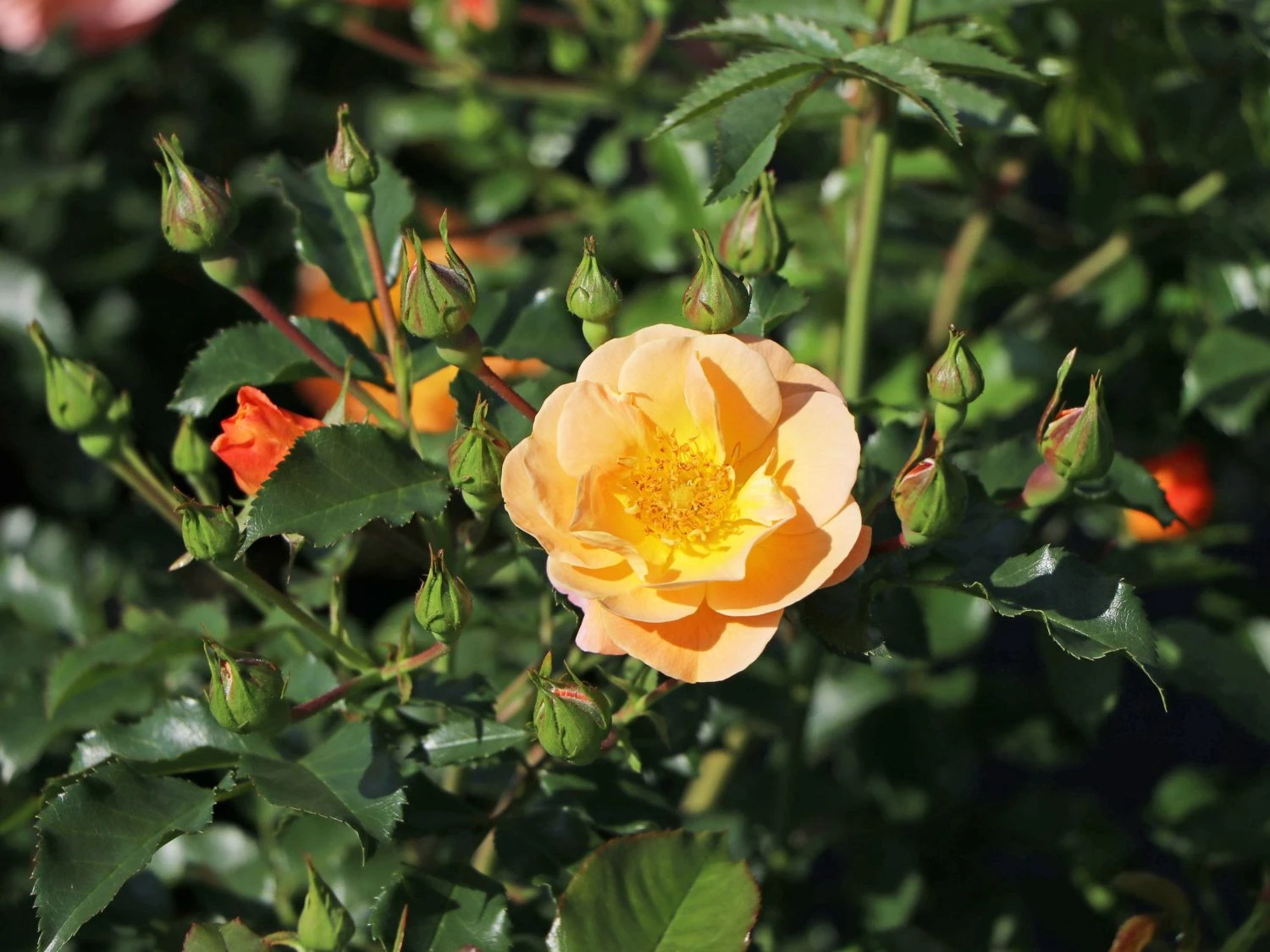 Bodendecker-Rose 'Sedana' ® 9 Bodendecker-Rose 'Sedana' ® – Bild 9