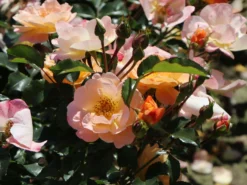 Bodendecker-Rose 'Sedana' ® 12 Bodendecker-Rose 'Sedana' ® -Deutschland Garten Funk Verkaufs-Shop bodendeckerrose sedana adr rose m009399 w 3