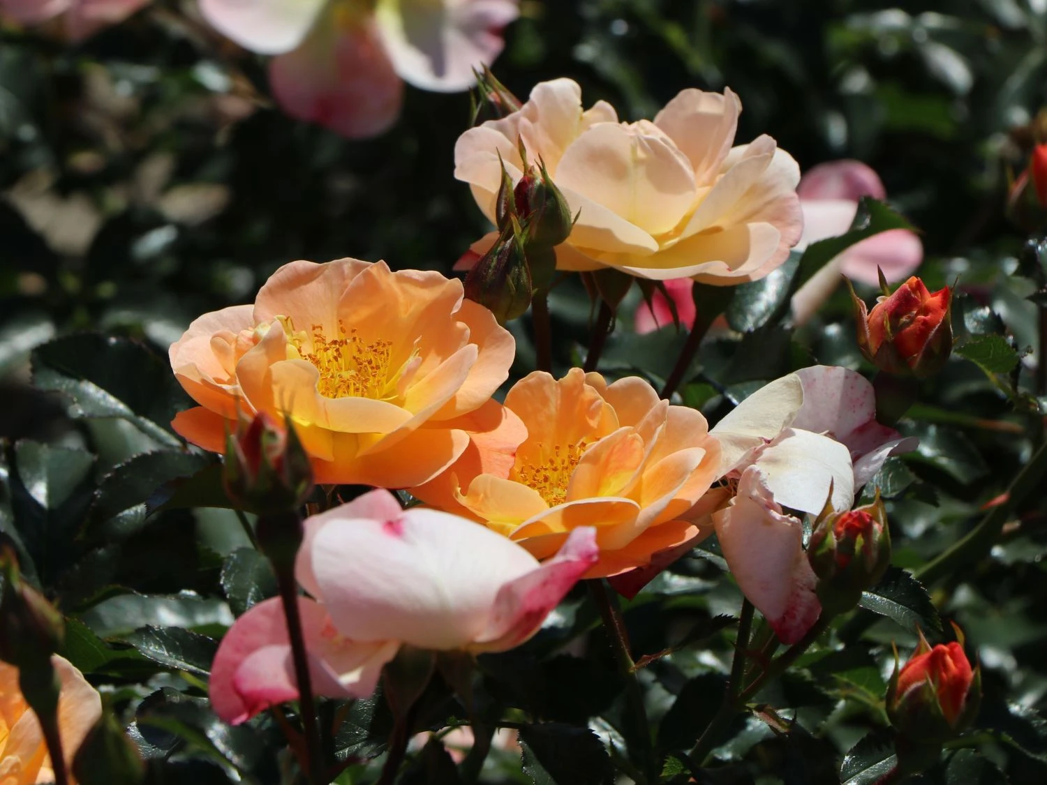 Bodendecker-Rose 'Sedana' ® 2 Bodendecker-Rose 'Sedana' ® – Bild 2