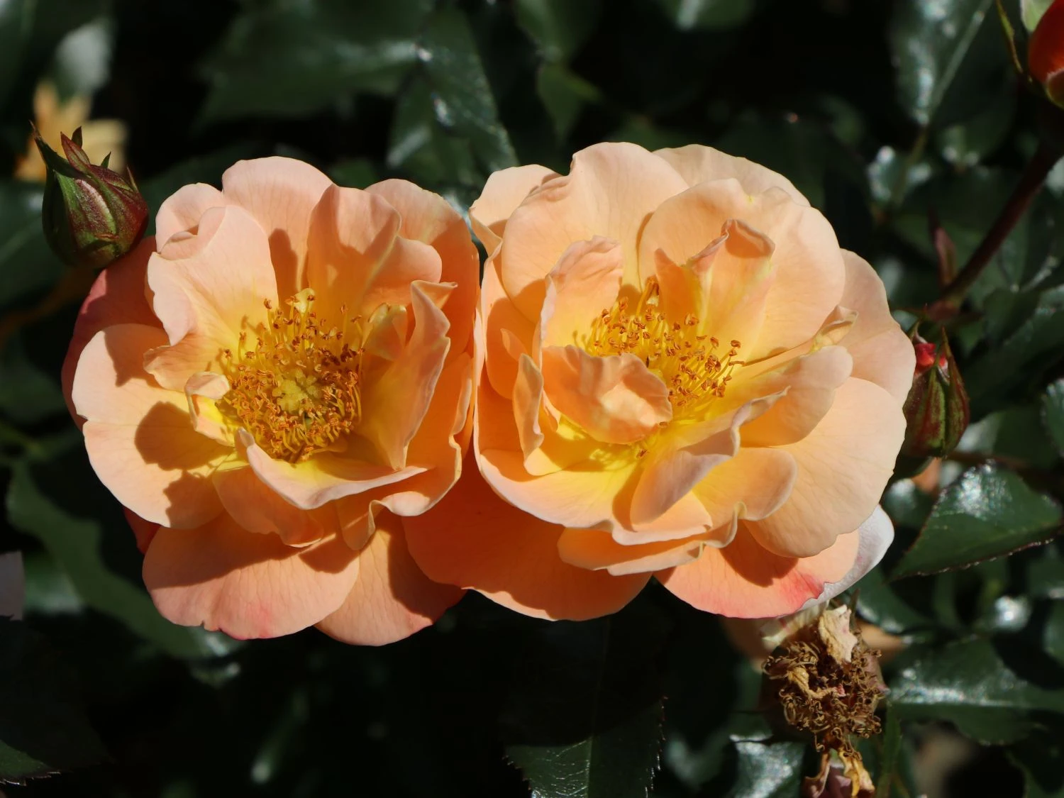 Bodendecker-Rose 'Sedana' ® 5 Bodendecker-Rose 'Sedana' ® – Bild 5