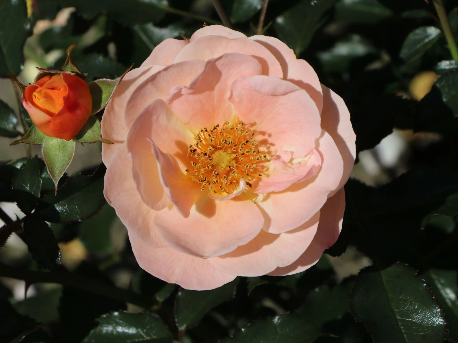 Bodendecker-Rose 'Sedana' ® 4 Bodendecker-Rose 'Sedana' ® – Bild 4