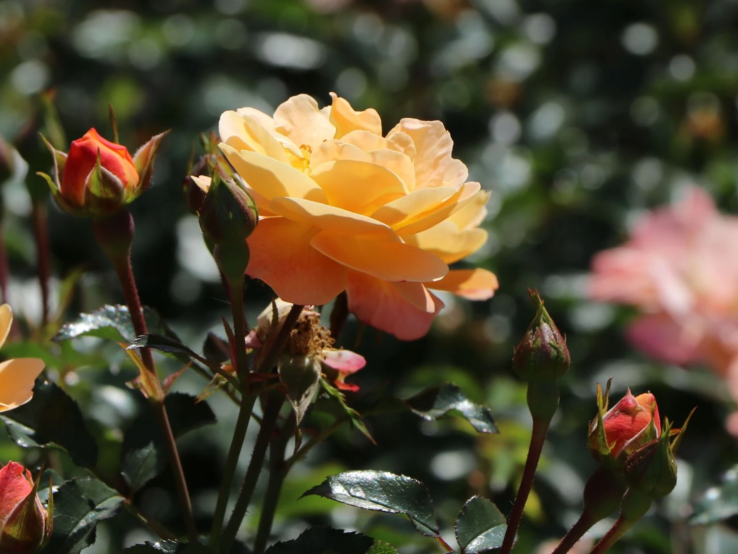 Bodendecker-Rose 'Sedana' ® 7 Bodendecker-Rose 'Sedana' ® – Bild 7