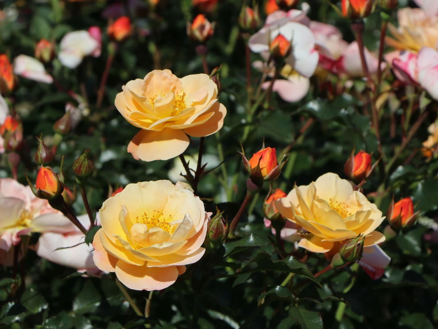 Bodendecker-Rose 'Sedana' ® 6 Bodendecker-Rose 'Sedana' ® – Bild 6