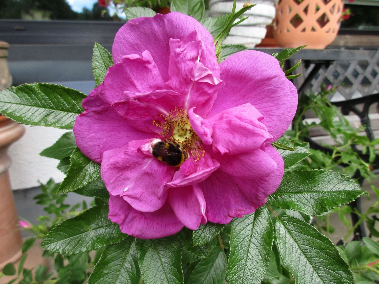 Bodendeckerrose 'Smart Roadrunner ®' 2 Bodendeckerrose 'Smart Roadrunner ®' – Bild 2