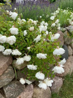 Bodendeckerrose 'Snow Ballet' ® -Deutschland Garten Funk Verkaufs-Shop bodendeckerrose snow ballet m005770 933218 0