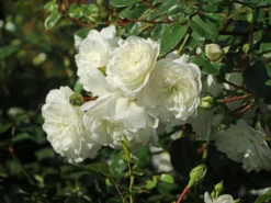 Bodendeckerrose 'Snow Ballet' ®