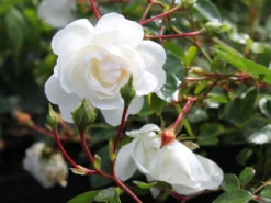 Bodendeckerrose 'Snow Ballet' ® -Deutschland Garten Funk Verkaufs-Shop bodendeckerrose snow ballet m005770 w 0