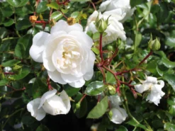 Bodendeckerrose 'Snow Ballet' ® -Deutschland Garten Funk Verkaufs-Shop bodendeckerrose snow ballet m005770 w 1