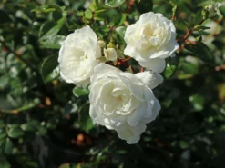 Bodendeckerrose 'Snow Ballet' ® -Deutschland Garten Funk Verkaufs-Shop bodendeckerrose snow ballet m005770 w 3