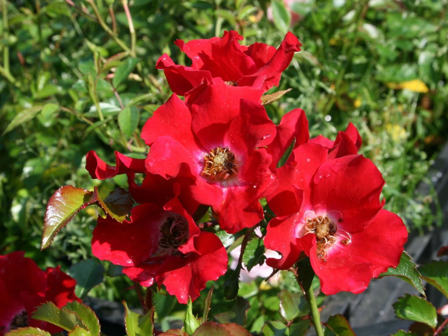 Bodendeckerrose 'Sommerabend' ® 2 Bodendeckerrose 'Sommerabend' ® – Bild 2