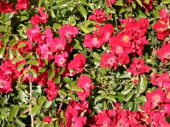 Bodendeckerrose 'Sommerabend' ® 7 Bodendeckerrose 'Sommerabend' ® -Deutschland Garten Funk Verkaufs-Shop bodendeckerrose sommerabend m004450 w 1