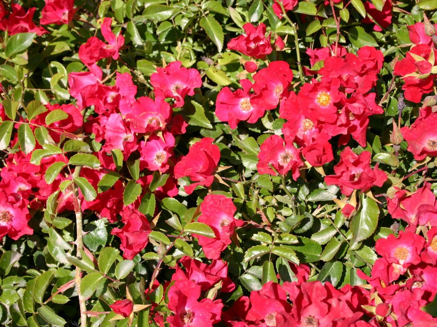 Bodendeckerrose 'Sommerabend' ® 3 Bodendeckerrose 'Sommerabend' ® – Bild 3