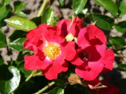 Bodendeckerrose 'Sommerabend' ® 8 Bodendeckerrose 'Sommerabend' ® -Deutschland Garten Funk Verkaufs-Shop bodendeckerrose sommerabend m004450 w 2