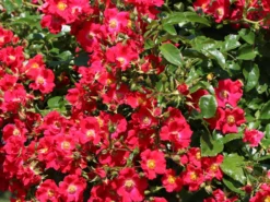 Bodendeckerrose 'Sommerabend' ® 9 Bodendeckerrose 'Sommerabend' ® -Deutschland Garten Funk Verkaufs-Shop bodendeckerrose sommerabend m004450 w 3