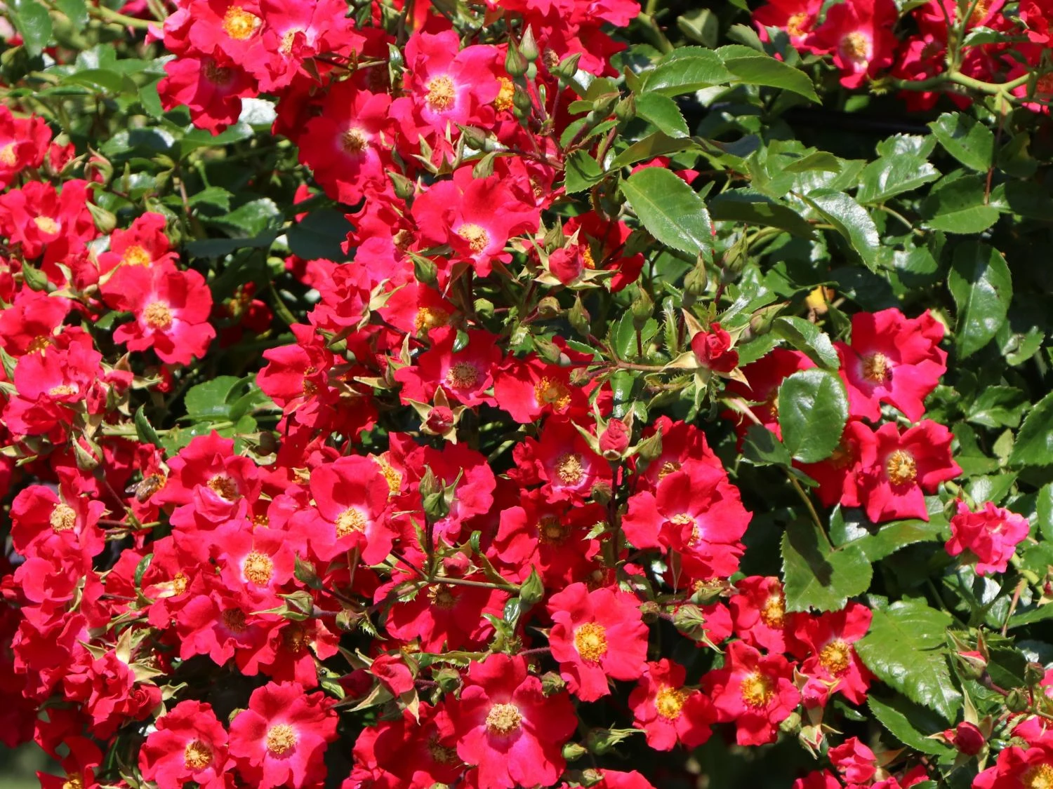 Bodendeckerrose 'Sommerabend' ® 5 Bodendeckerrose 'Sommerabend' ® – Bild 5