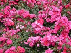 Bodendeckerrose 'Sommermärchen' ® -Deutschland Garten Funk Verkaufs-Shop bodendeckerrose sommermaerchen m002724 w 1