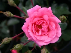 Bodendeckerrose 'Sommermärchen' ® -Deutschland Garten Funk Verkaufs-Shop bodendeckerrose sommermaerchen m002724 w 2