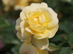 Bodendecker-Rose 'Sonnenschirm' ® 8 Bodendecker-Rose 'Sonnenschirm' ® -Deutschland Garten Funk Verkaufs-Shop bodendeckerrose sonnenschirm m005584 w 0