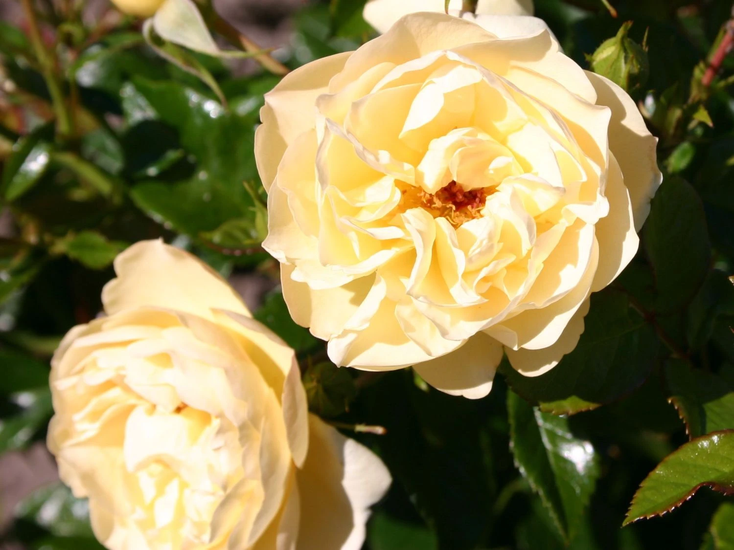 Bodendecker-Rose 'Sonnenschirm' ® 2 Bodendecker-Rose 'Sonnenschirm' ® – Bild 2