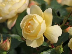 Bodendecker-Rose 'Sonnenschirm' ® 7 Bodendecker-Rose 'Sonnenschirm' ® -Deutschland Garten Funk Verkaufs-Shop bodendeckerrose sonnenschirm m005584 w 2