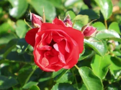 Bodendeckerrose 'Sorrento' ® -Deutschland Garten Funk Verkaufs-Shop bodendeckerrose sorrento m009401 w 0