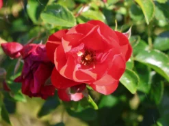 Bodendeckerrose 'Sorrento' ® -Deutschland Garten Funk Verkaufs-Shop bodendeckerrose sorrento m009401 w 1