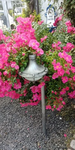 Bodendeckerrose 'Stadt Rom' ® 15 Bodendeckerrose 'Stadt Rom' ® -Deutschland Garten Funk Verkaufs-Shop bodendeckerrose stadt rom m054333 1154874 0