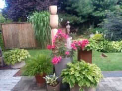 Bodendeckerrose 'Stadt Rom' ® 14 Bodendeckerrose 'Stadt Rom' ® -Deutschland Garten Funk Verkaufs-Shop bodendeckerrose stadt rom m054333 751854 0