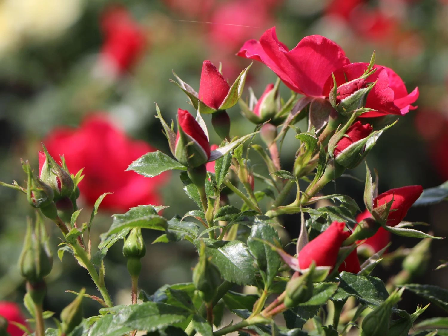 Bodendeckerrose 'Stadt Rom' ® 2 Bodendeckerrose 'Stadt Rom' ® – Bild 2