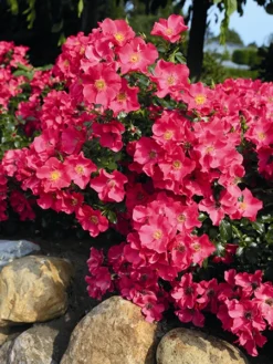 Bodendeckerrose 'Stadt Rom' ® 10 Bodendeckerrose 'Stadt Rom' ® -Deutschland Garten Funk Verkaufs-Shop bodendeckerrose stadt rom m054333 w 1