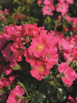 Bodendeckerrose 'Stadt Rom' ® 13 Bodendeckerrose 'Stadt Rom' ® -Deutschland Garten Funk Verkaufs-Shop bodendeckerrose stadt rom m054333 w 2