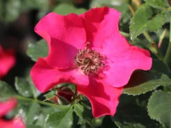 Bodendeckerrose 'Stadt Rom' ® 11 Bodendeckerrose 'Stadt Rom' ® -Deutschland Garten Funk Verkaufs-Shop bodendeckerrose stadt rom m054333 w 3