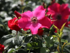 Bodendeckerrose 'Stadt Rom' ® 12 Bodendeckerrose 'Stadt Rom' ® -Deutschland Garten Funk Verkaufs-Shop bodendeckerrose stadt rom m054333 w 4