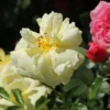 Bodendeckerrose 'Sunny Rose' ®