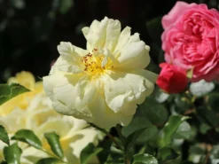 Bodendeckerrose 'Sunny Rose' ®