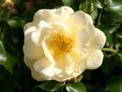 Bodendeckerrose 'Sunny Rose' ® 8 Bodendeckerrose 'Sunny Rose' ® -Deutschland Garten Funk Verkaufs-Shop bodendeckerrose sunny rose m002740 w 0